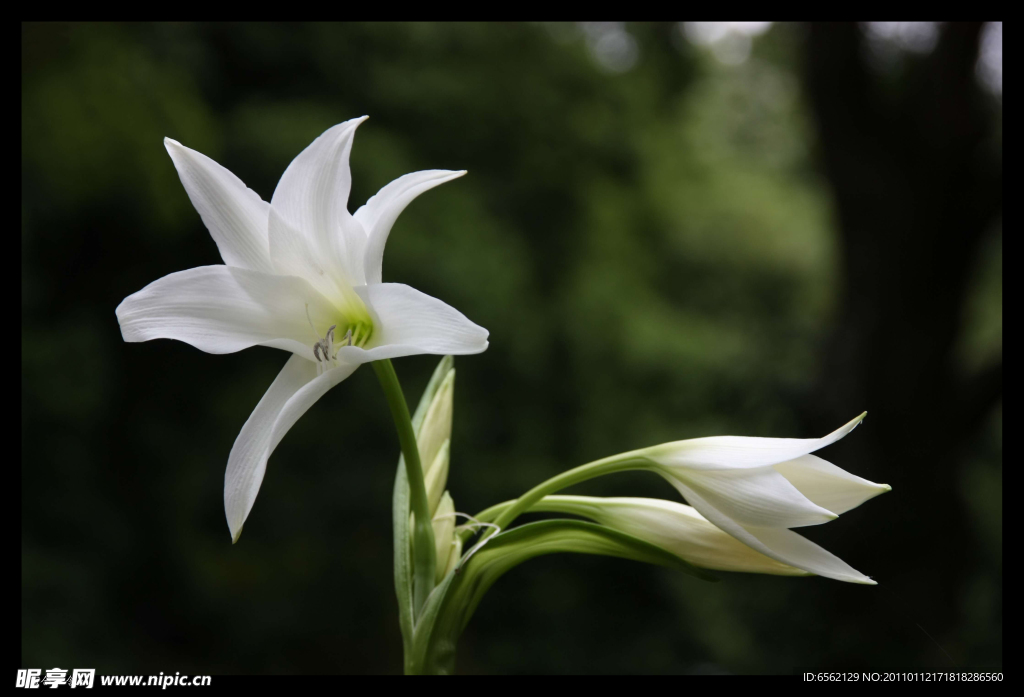 百合花