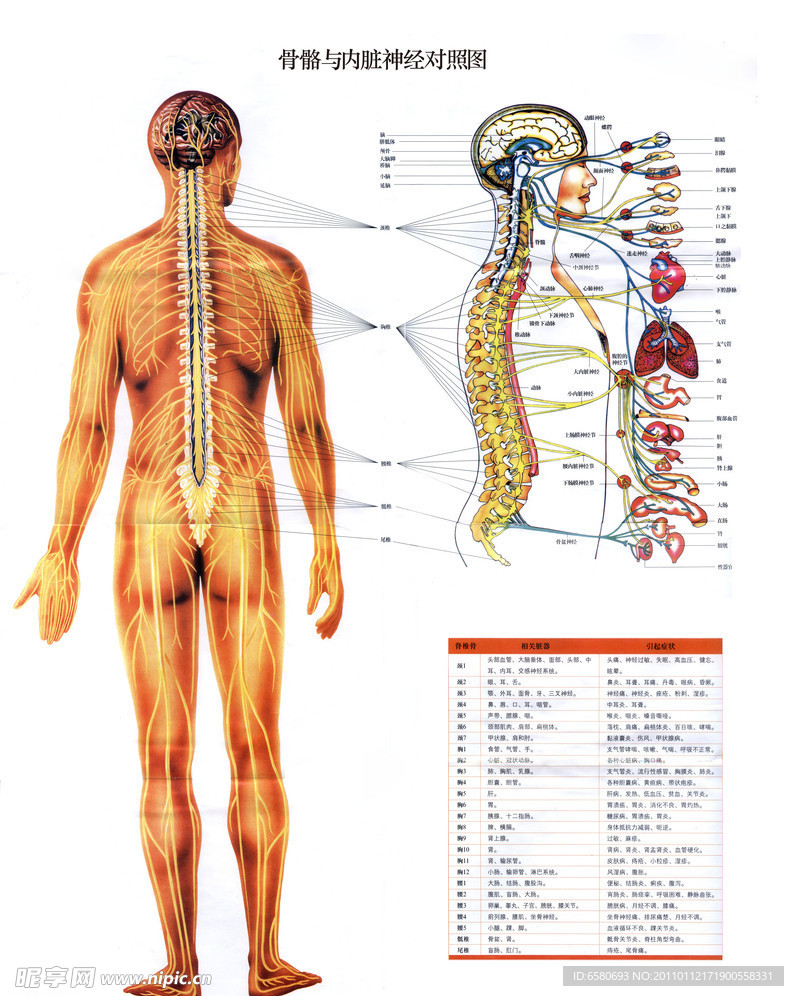 骨骼与内脏神经对照展板