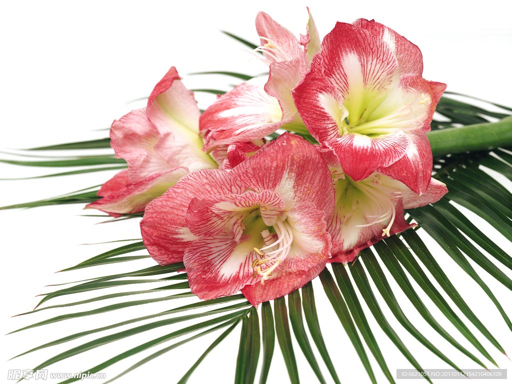 百合花 插花艺术 插花