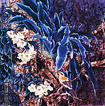 小鸟天堂