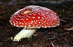 野生蘑菇