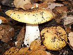 野生蘑菇