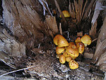 野生蘑菇
