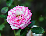 玫瑰花