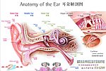 耳朵结构