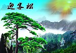 迎客松