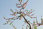 桃花林