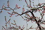 桃花林