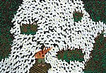 农民画 肥鸭满塘