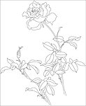 矢量花