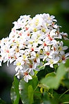 油桐花