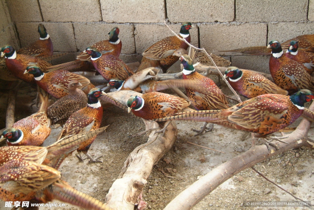 野鸡