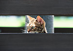 豹猫