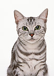 异国短毛猫