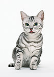 异国短毛猫