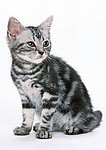 异国短毛猫