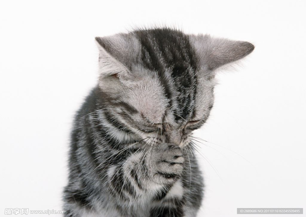异国短毛猫