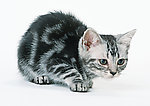 异国短毛猫