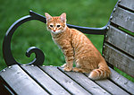 美国硬毛猫