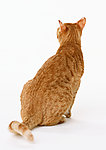 美国硬毛猫