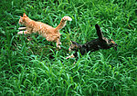 两只小猫玩耍追逐