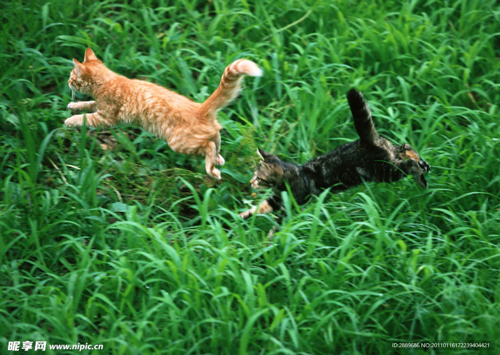 两只小猫玩耍追逐