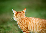 美国硬毛猫