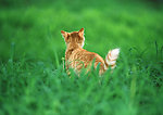 美国硬毛猫