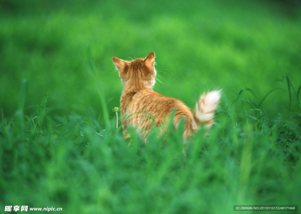 美国硬毛猫