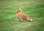 美国硬毛猫
