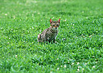 豹猫