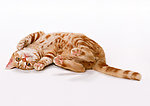 美国硬毛猫