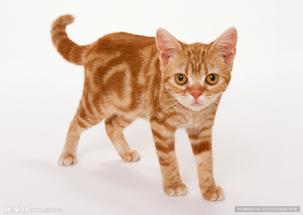 美国硬毛猫
