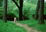 美国硬毛猫