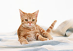 美国硬毛猫