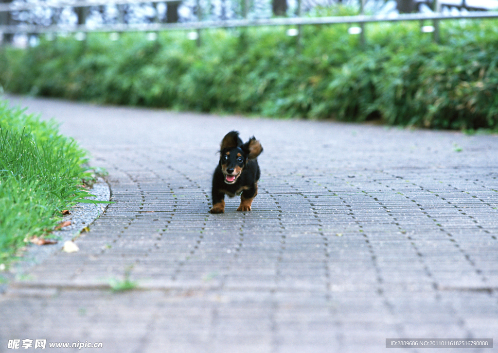 小腊肠犬