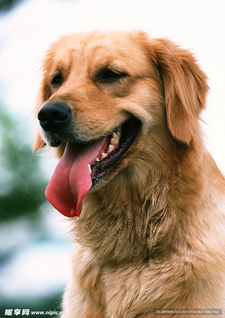 金毛寻回犬
