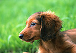 小腊肠犬