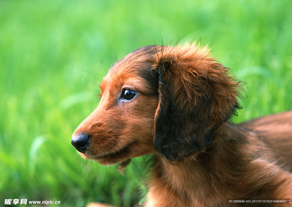 小腊肠犬
