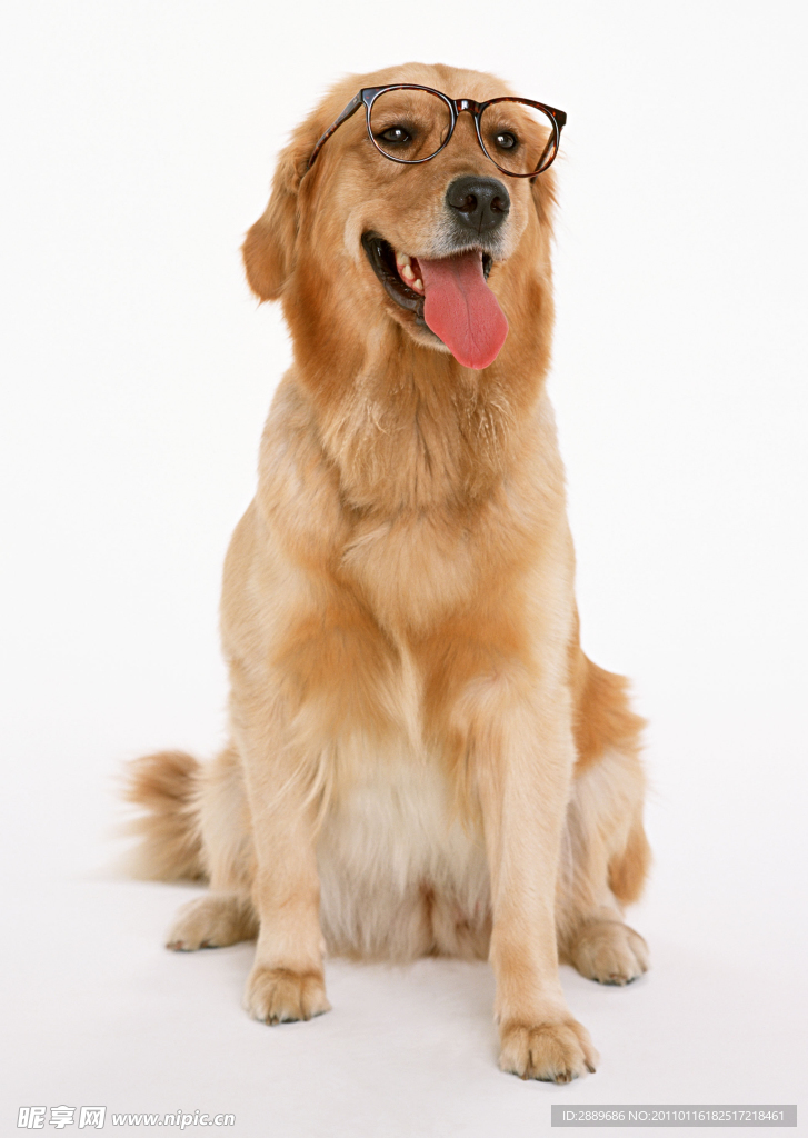 金毛寻回犬