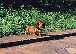 小腊肠犬