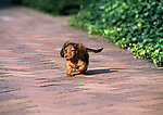 小腊肠犬