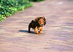 小腊肠犬