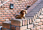 小腊肠犬