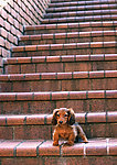 小腊肠犬