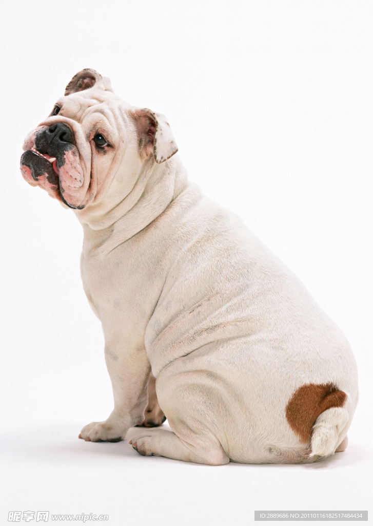 斗牛犬
