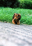 小腊肠犬