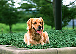 金毛寻回犬