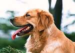 金毛寻回犬