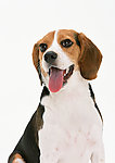 比格犬